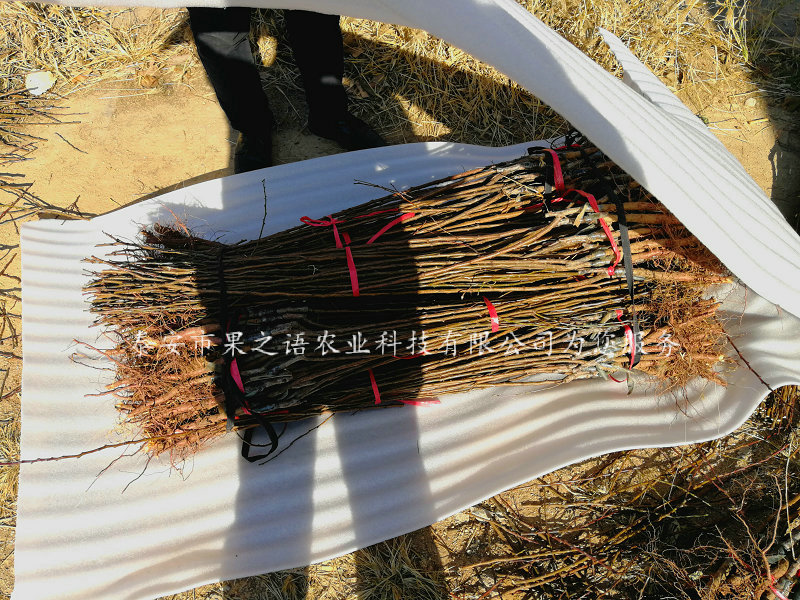 朔州紅荷苞杏苗基地供應(yīng)