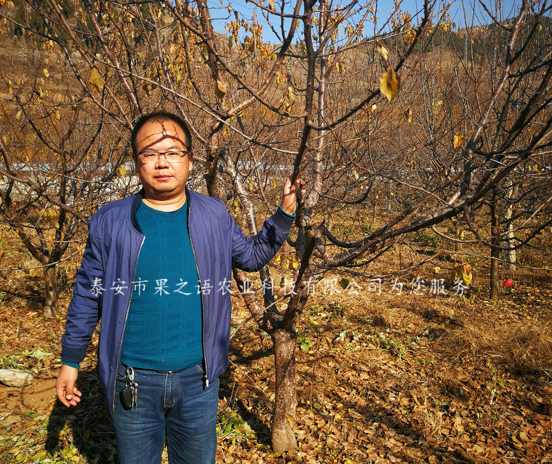 焦作3cm杏树种植基地