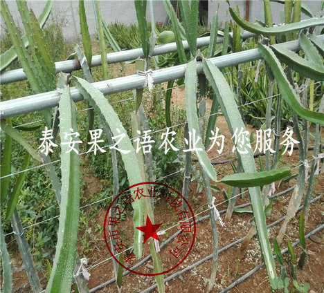 芜湖红肉火龙果苗种植技术电话