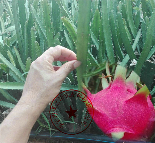 北碚紫心火龍果苗哪里有賣(mài)質(zhì)優(yōu)