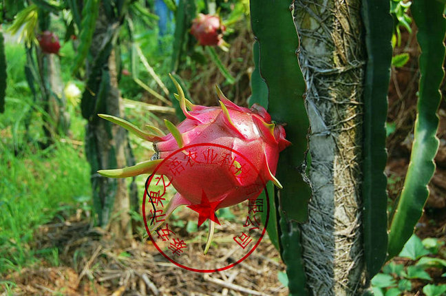 哈尔滨火龙果树苗基地供应质优