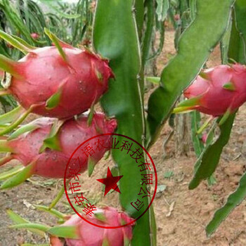信陽紫心火龍果苗種植基地咨詢電話
