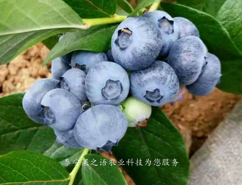 莱芜北陆蓝莓苗批发 订购热线