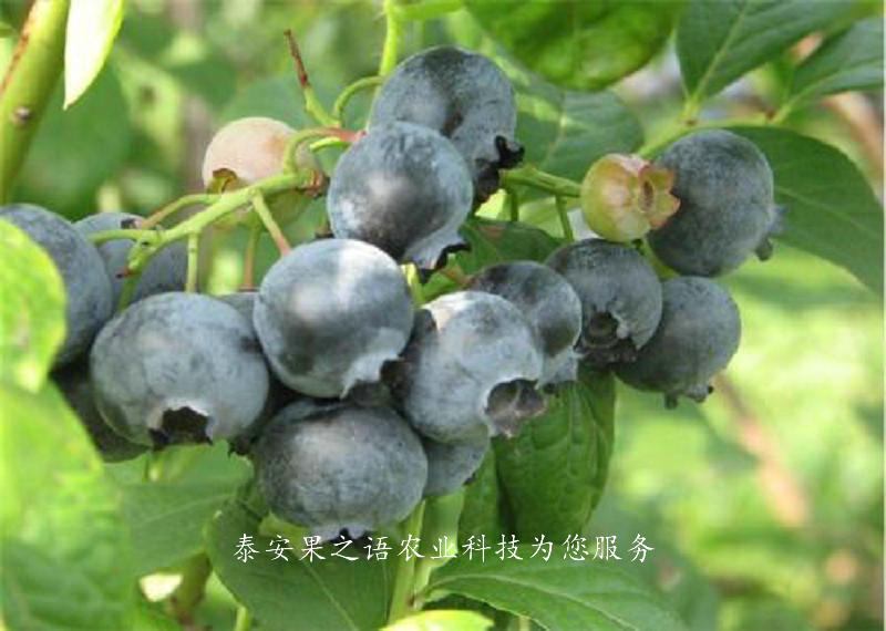 福州哈里森蓝莓苗种植时间2018报价