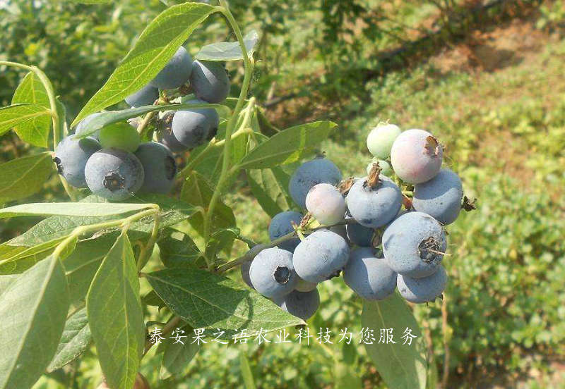 大足考斯特蓝莓苗种植技术质优