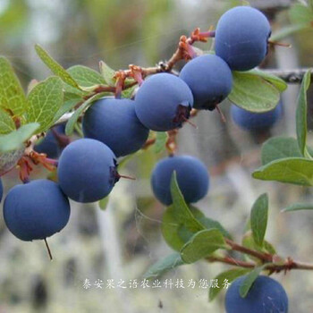 浦东维口蓝莓苗品种咨询电话