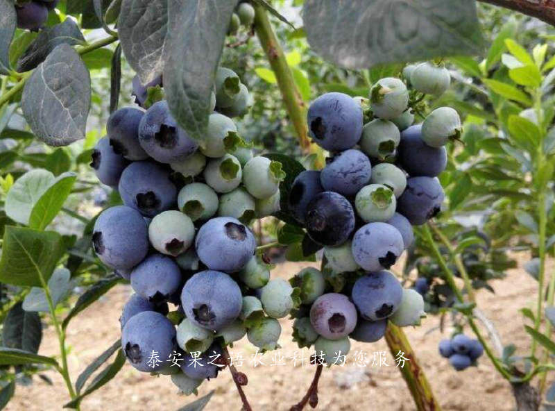 金华沃农蓝莓苗出售订购热线