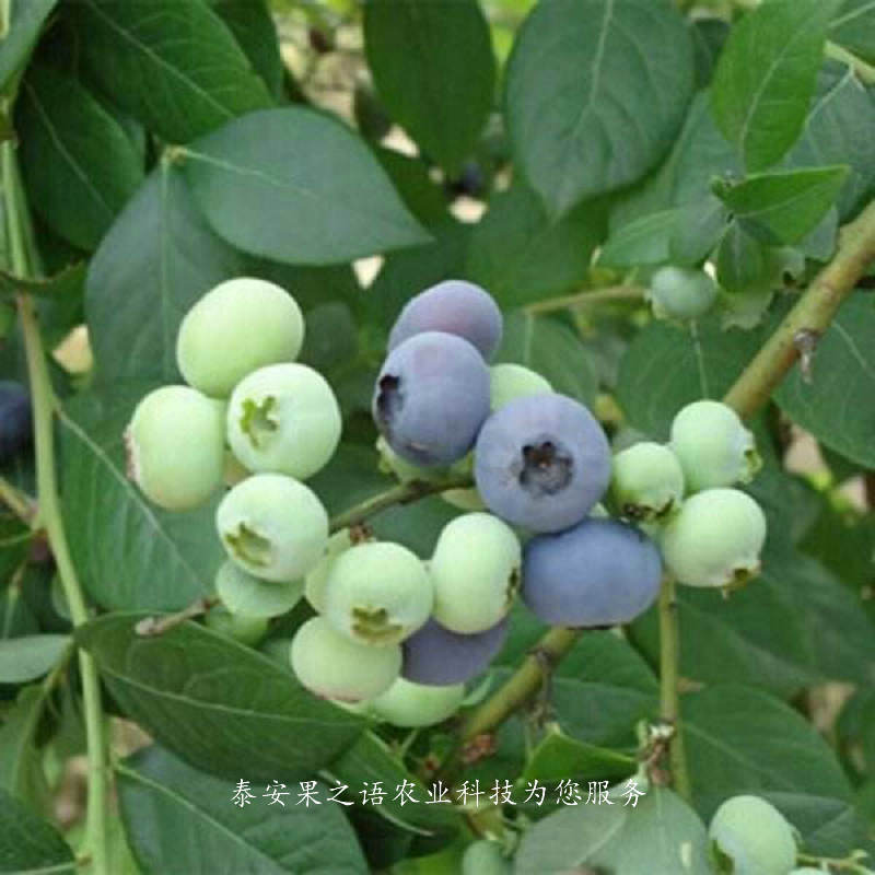 淮安埃利奥特蓝莓苗种植基地订购热线