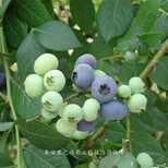 海南省直辖梯芙蓝蓝莓苗的育苗技术质优图片1