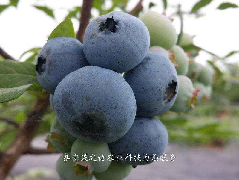 大足考斯特蓝莓苗种植技术质优