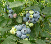 海南省直辖梯芙蓝蓝莓苗的育苗技术质优图片3
