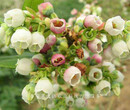 秦皇島頂峰藍莓苗領先的育苗技術訂購熱線