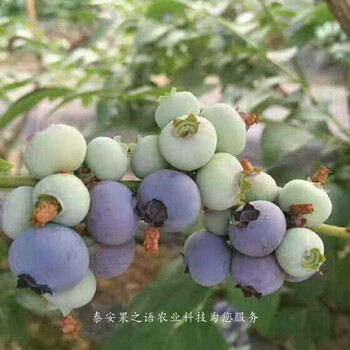 锡林郭勒盟晚蓝蓝莓苗供应商订购热线
