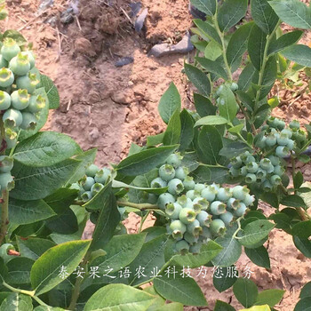静海南陆蓝莓苗供应商质优