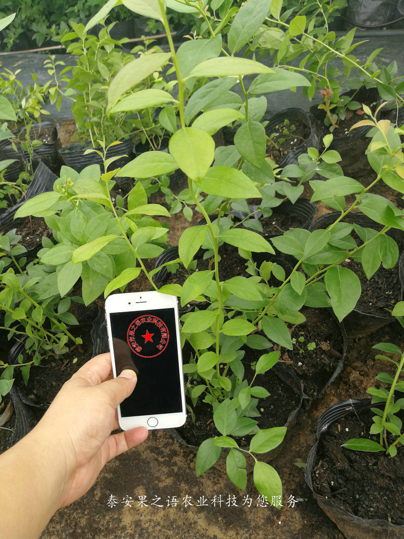 图木舒克蓝港蓝莓苗种植技术电话