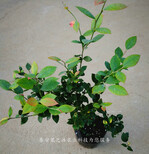杭州天后蓝莓苗供应商订购热线图片4