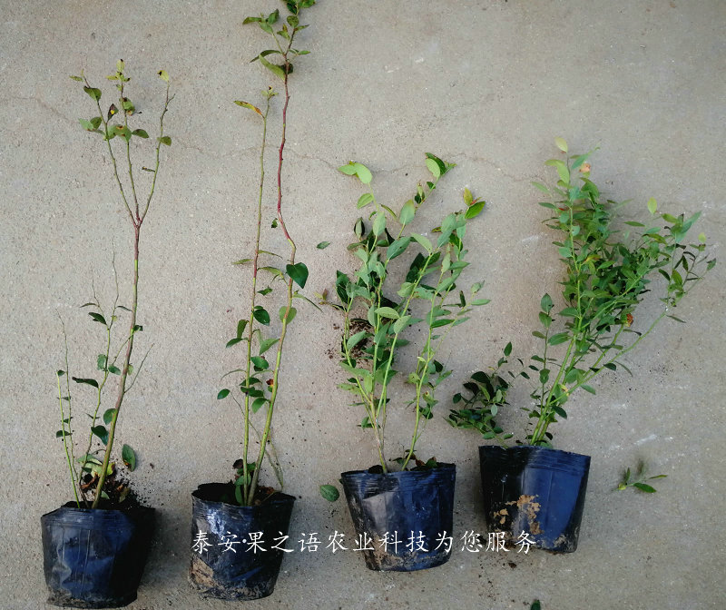 杭州新千年蓝莓苗质优
