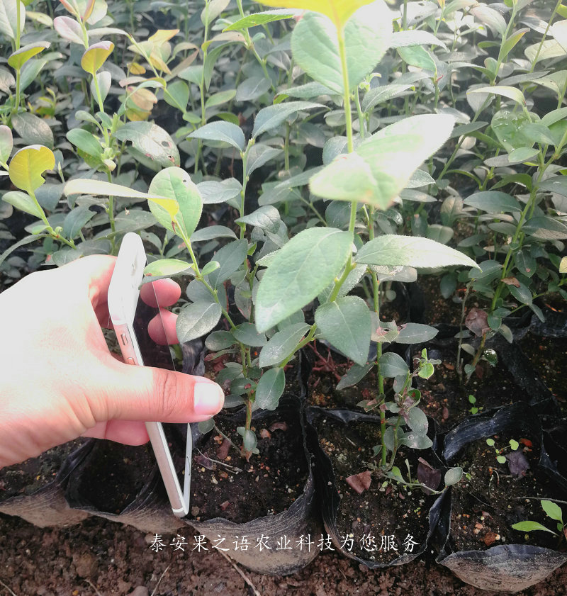 海南省直辖梯芙蓝蓝莓苗的育苗技术质优