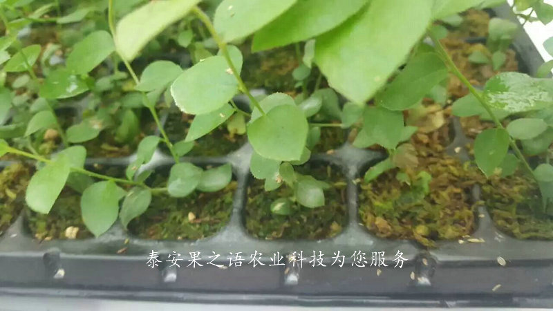 玉树晚蓝蓝莓苗成长特性质优