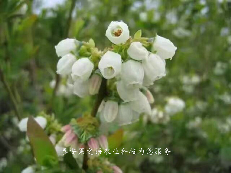 杭州新千年蓝莓苗质优