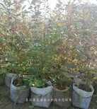 杨浦北极星蓝莓苗种植时间订购热线图片1