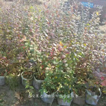 杨浦北极星蓝莓苗种植时间订购热线图片2
