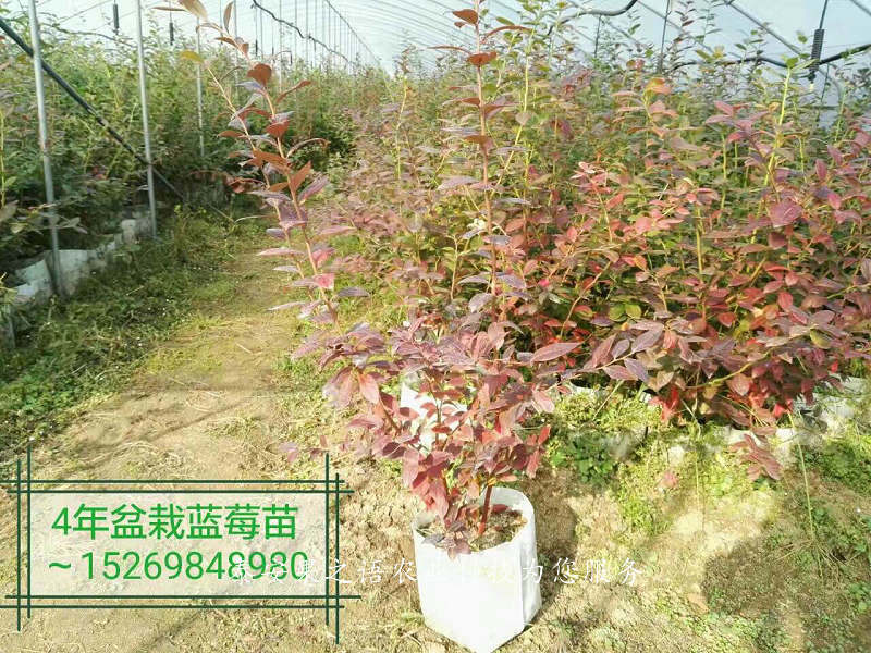 淮安埃利奥特蓝莓苗种植基地订购热线