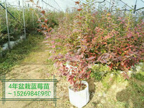 杨浦北极星蓝莓苗种植时间订购热线图片3