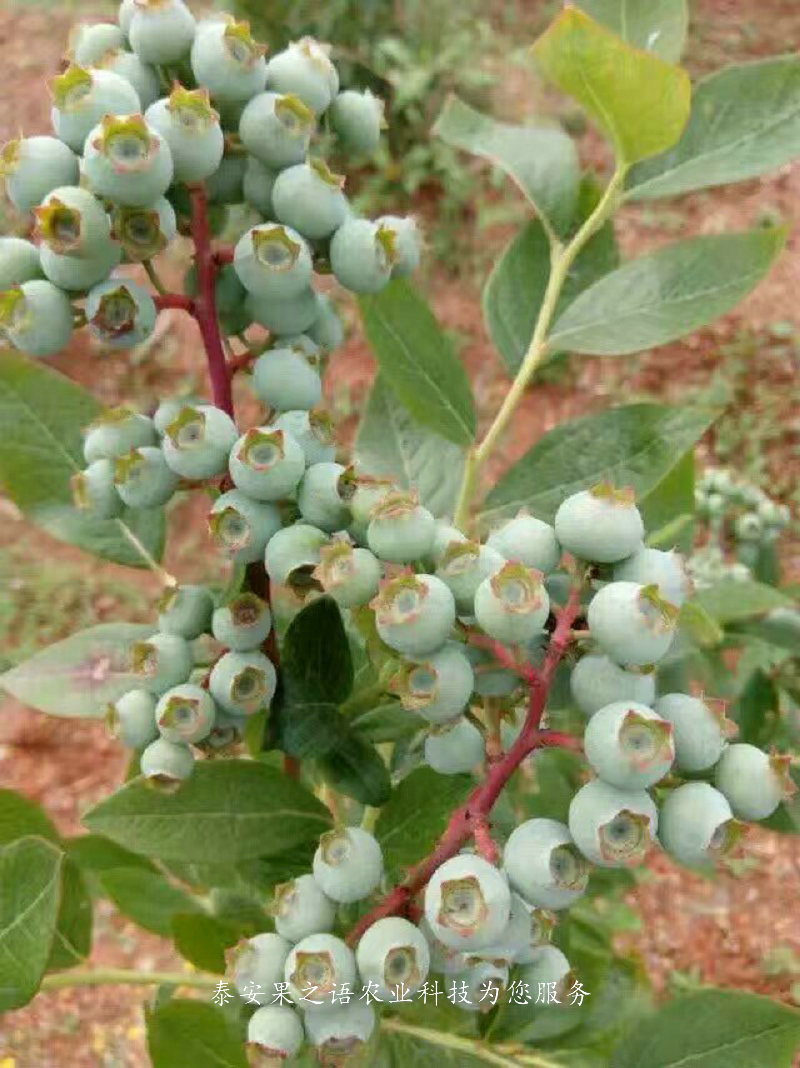 伊春5年蓝莓苗批发商质优