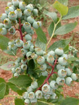 杨浦北极星蓝莓苗种植时间订购热线图片4