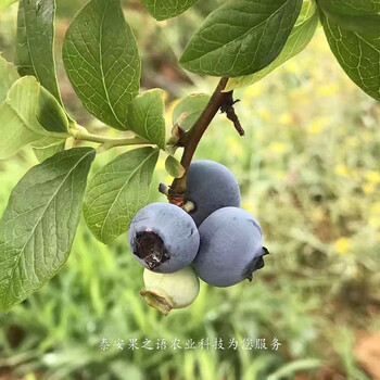 海西4年蓝莓苗品种咨询电话