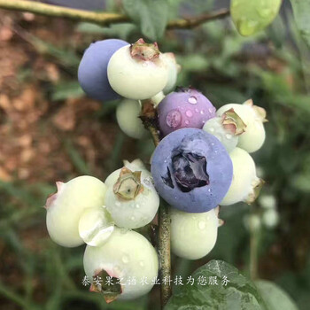 吐鲁番布莱登蓝莓苗一亩栽多少棵咨询电话