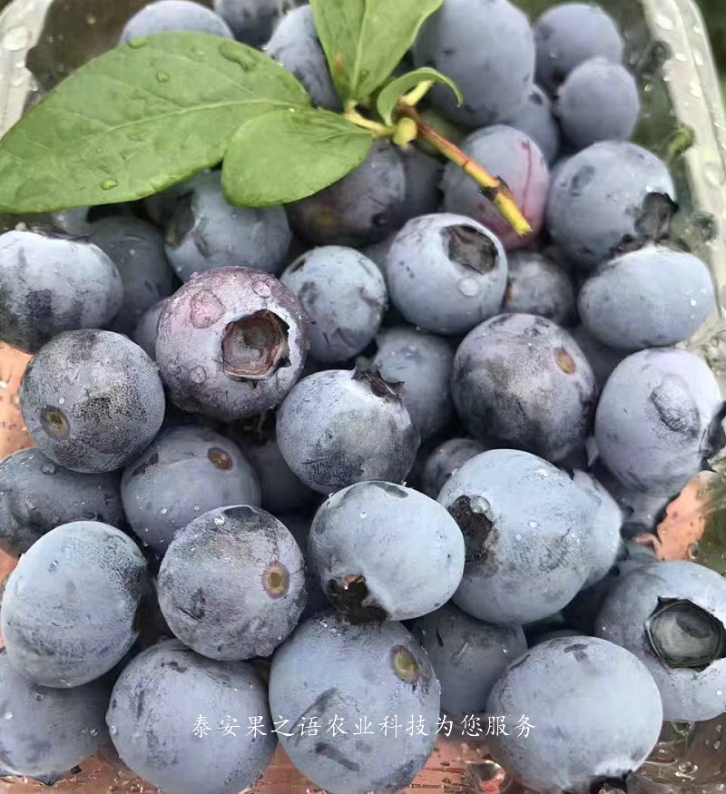 宣城北蓝蓝莓苗销售2018报价