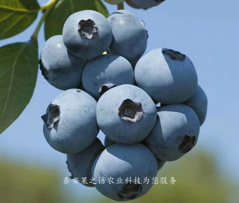 龙岩蓝莓小苗成长特性电话