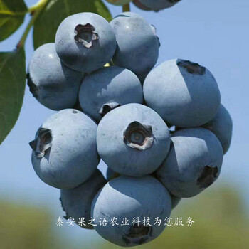 唐山南陆蓝莓苗基地供应咨询电话