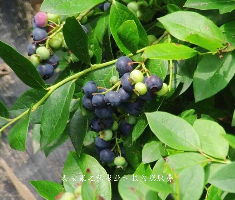 静海南陆蓝莓苗供应商质优