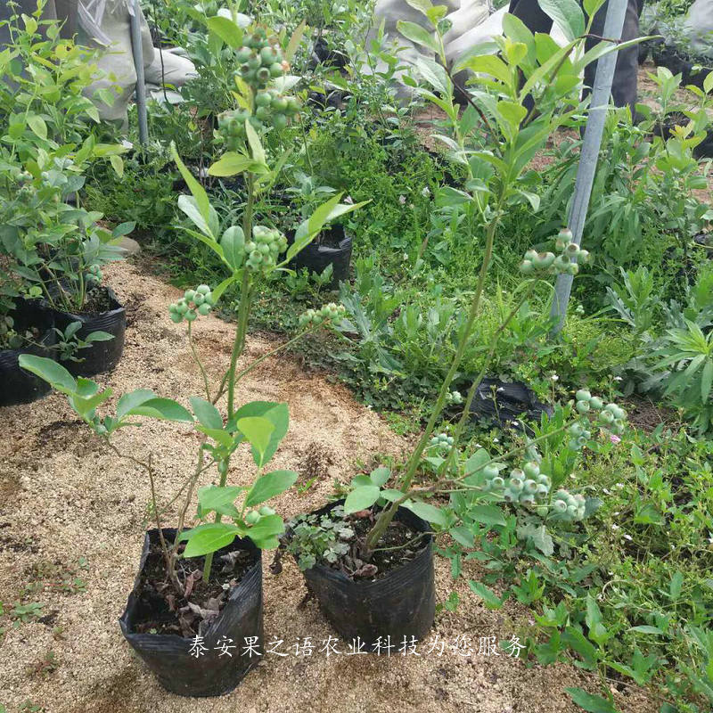 海南省直辖梯芙蓝蓝莓苗的育苗技术质优