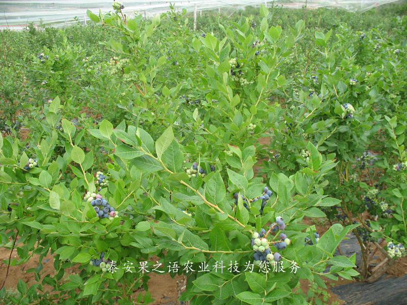 钦州北极星蓝莓苗新品种电话
