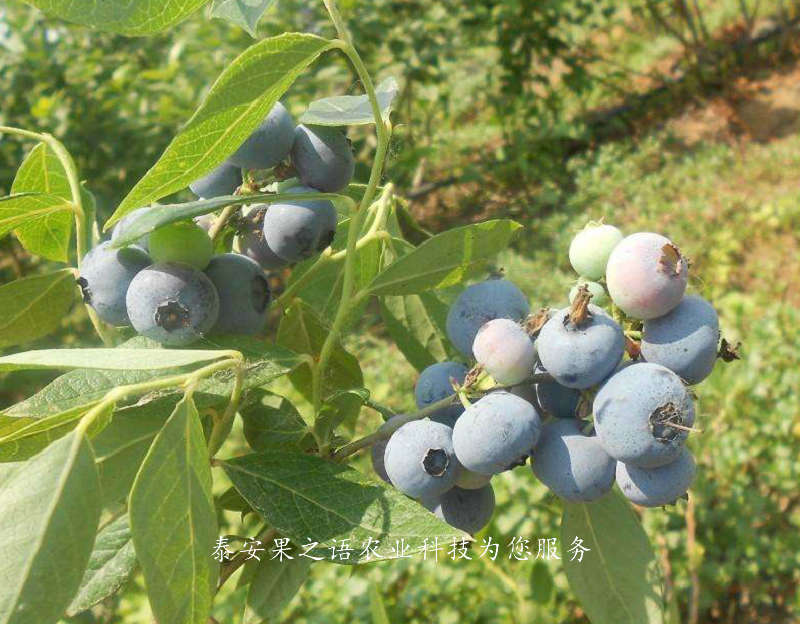 杨浦北极星蓝莓苗种植时间订购热线