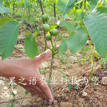 麗江7cm核桃樹今年價(jià)格訂購(gòu)熱線