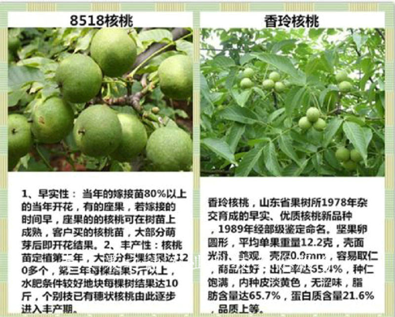 7cm核桃樹種植技術(shù)、8cm核桃樹質(zhì)優(yōu)