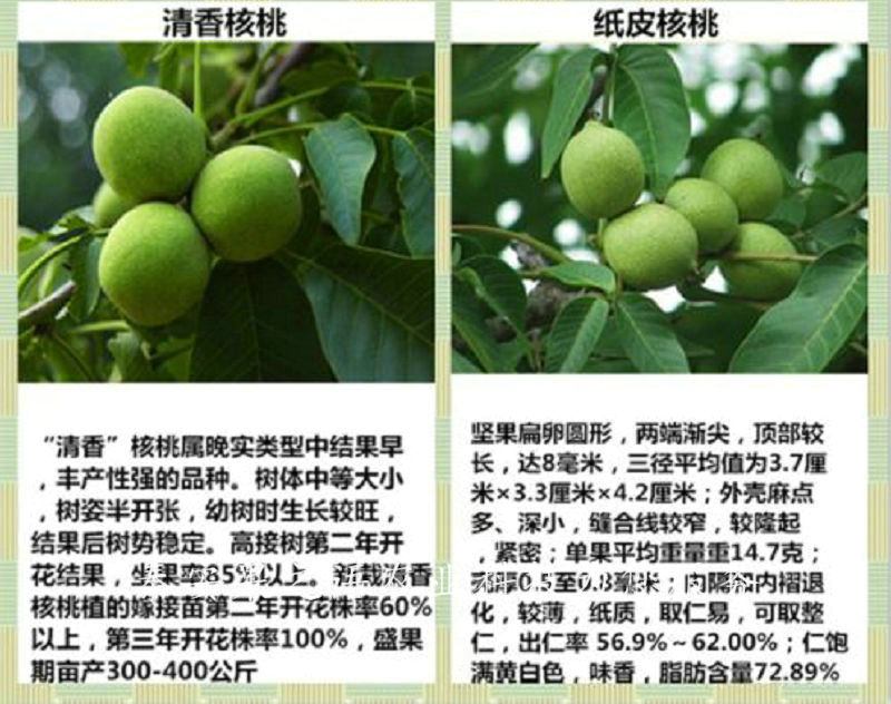 6cm核桃樹如何挑選、3cm核桃樹咨詢電話