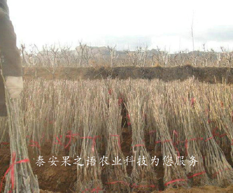 7cm核桃樹種植技術(shù)、8cm核桃樹質(zhì)優(yōu)