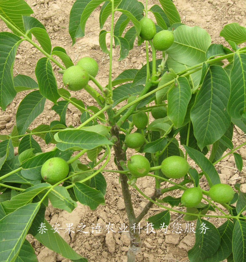 7cm核桃樹種植技術(shù)、8cm核桃樹質(zhì)優(yōu)
