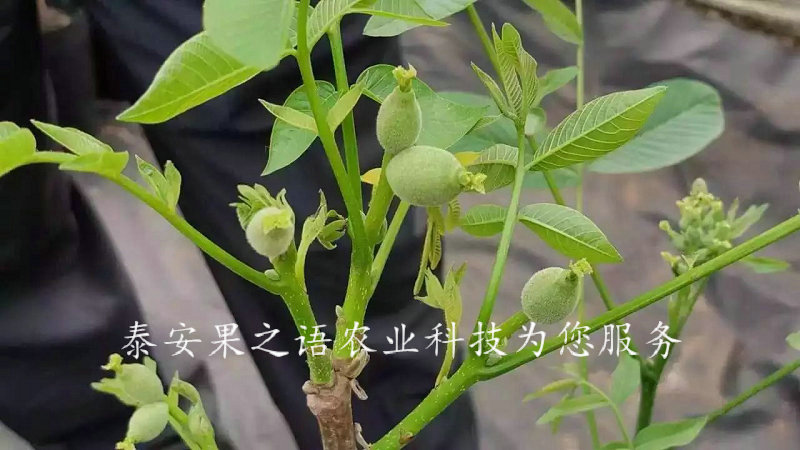 7cm核桃樹種植技術(shù)、8cm核桃樹質(zhì)優(yōu)
