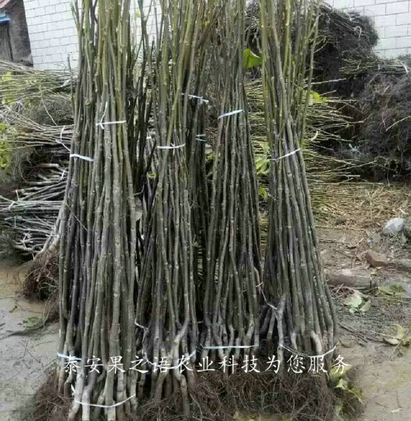 7cm核桃樹種植技術(shù)、8cm核桃樹質(zhì)優(yōu)