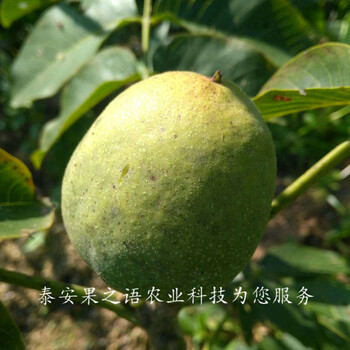 張家界1cm核桃樹種植基地2018新報價