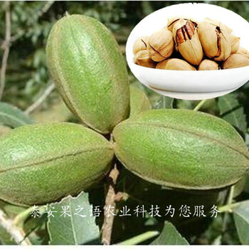 神農(nóng)架9公分核桃樹價(jià)格實(shí)惠咨詢電話