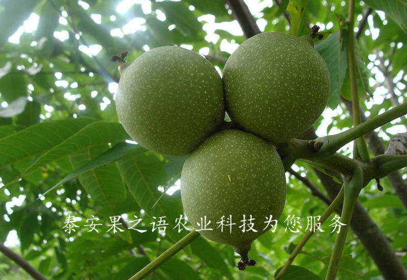 7cm核桃樹種植技術(shù)、8cm核桃樹質(zhì)優(yōu)