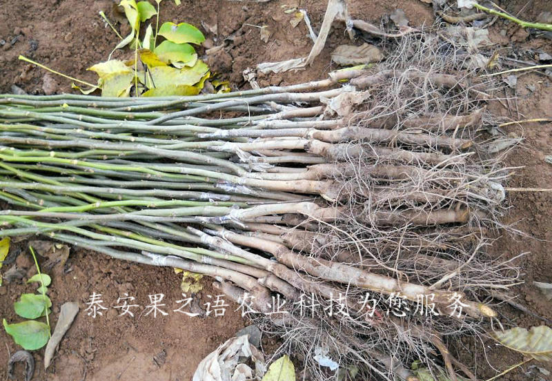 6公分核桃樹批發(fā)商、5cm核桃樹2018新報(bào)價(jià)